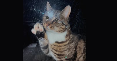 Column nachtbraker (2)