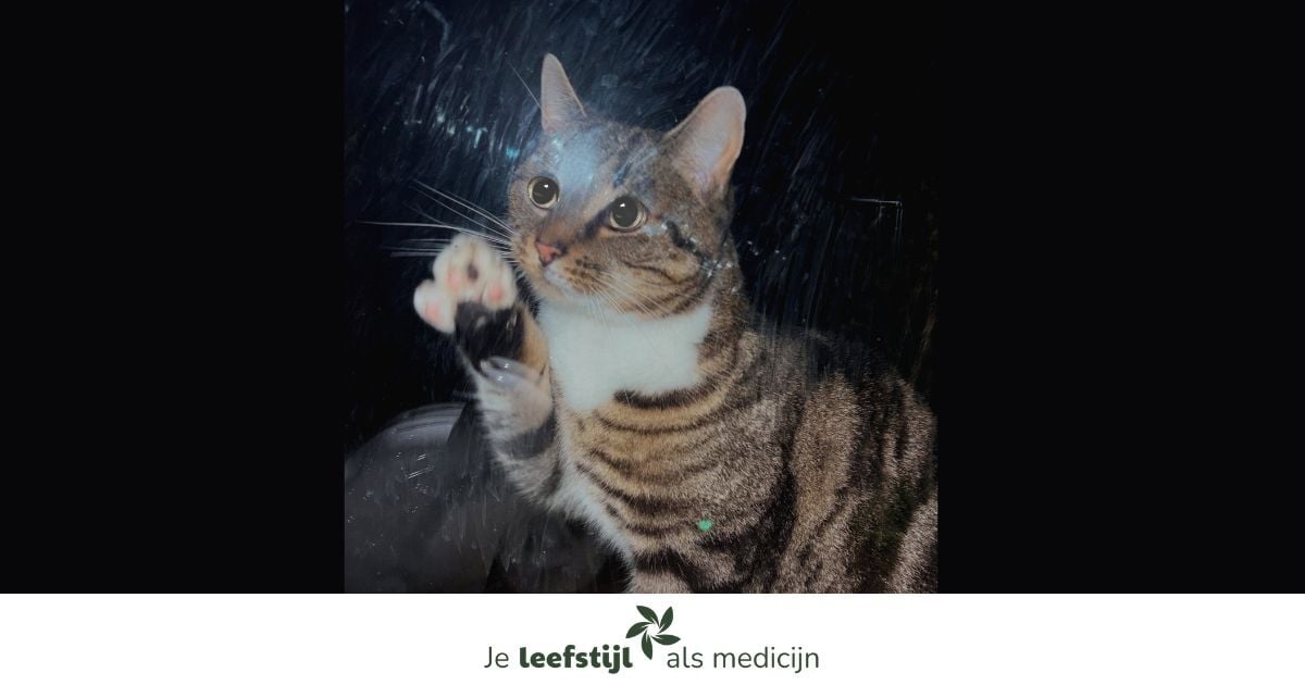 Nachtbraker Stichting Je leefstijl Als Medicijn